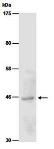Western blot analysis of total cell extracts from mouse brain using PRMT8 antibody