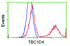 Anti-TBC1D4 Mouse Monoclonal Antibody [clone: OTI5A6]