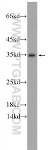 Anti-IDNK Rabbit Polyclonal Antibody