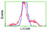 Anti-L1CAM Mouse Monoclonal Antibody [clone: OTI2B11]