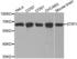 Western blot analysis of extracts of various cell lines using STIP1 antibody