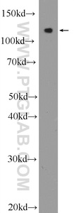 Anti-RGSL1 Rabbit Polyclonal Antibody