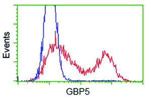 Anti-GBP5 Mouse Monoclonal Antibody [clone: OTI8B12]