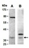 Western blot analysis of total cell extracts from mouse mammary gland using CNN1 antibody