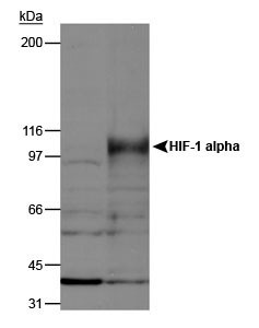 Anti-HIF1A Rabbit Polyclonal Antibody