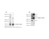 A) Western Blot analysis of NGF expression in mouse salivary gland homogenate (50 ug, Lane 2). B) Western Blot analysis of NGF expression in human brain (50 ug, Lane 1) and human PC3 prostate cancer cell lysates (100 ug, Lane 2),