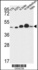 Anti-NDUFS2 Rabbit Polyclonal Antibody (APC (Allophycocyanin))