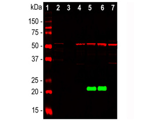 WB analysis of whole brain and cell lysates using mouse antibody to DJ1. [1] protein standard, [2] rat brain, [3] mouse brain, [4] NIH-3T3, [5] HeLa, [6] HEK293, and [7] C6 cells. The blot was simultaneously probed with chicken antibody to vimentin (red), revealing a single band at about 50 kDa.