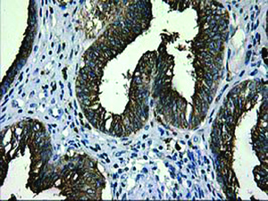 Anti-LGALS3BP Mouse Monoclonal Antibody [clone: OTI5E3]