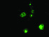 Anti-APP Mouse Monoclonal Antibody [clone: OTI1E6]