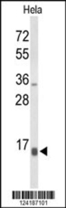 Anti-NPW Rabbit Polyclonal Antibody (APC (Allophycocyanin))