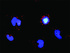 Anti-TRAF5 + TRAF3 Antibody Pair