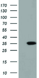 Anti-SDR9C7 Mouse Monoclonal Antibody [clone: OTI3E4]