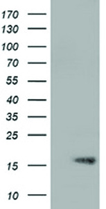 Anti-TTC32 Mouse Monoclonal Antibody [clone: OTI5B4]