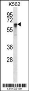 Anti-NXF1 Rabbit Polyclonal Antibody (AP (Alkaline Phosphatase))