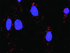 Anti-HSP90AB1 + FLNA Antibody Pair