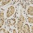 Immunohistochemical analysis of formalin-fixed and paraffin-embedded human stomach tissue using HNRNPA2B1 antibody (primary antibody dilution at 1:200)
