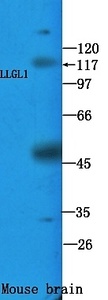 Western blot analysis of mouse brain tissue lysate using LLGL1 antibody