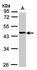 Anti-HIF1A Mouse Monoclonal Antibody [clone: H1alpha67] (Biotin)