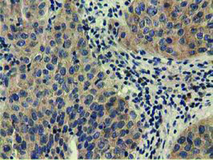 Anti-CBWD1 Mouse Monoclonal Antibody [clone: OTI4D4]