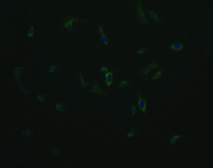 Anti-COX6C Mouse Monoclonal Antibody [clone: OTI4B11]