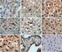 Anti-HIF1A Rabbit Polyclonal Antibody