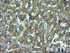 Anti-DOK7 Mouse Monoclonal Antibody [clone: OTI1F7]