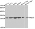 Western blot analysis of extracts of various cell lines using PRDX6 antibody