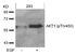Western blot analysis of lysed extracts from 293 cells untreated or treated with EGF using AKT1 (phospho-Thr450).