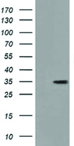 Anti-GGPS1 Mouse Monoclonal Antibody [clone: OTI1C6]