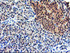 Anti-NIF3L1 Mouse Monoclonal Antibody [clone: OTI4B5]