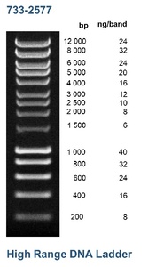High range DNA ladder, 200 to 12000 bp
