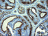 Anti-GLB1 Mouse Monoclonal Antibody [clone: OTI2F6]