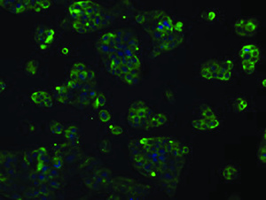 Anti-L1CAM Mouse Monoclonal Antibody [clone: OTI2C7]