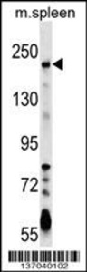 Anti-NEO1 Rabbit Polyclonal Antibody (Biotin)