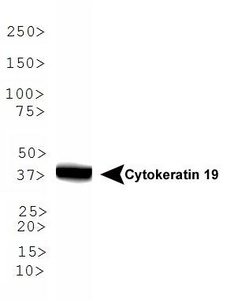 Anti-HIST3H3 Rabbit Polyclonal Antibody (HRP (Horseradish Peroxidase))