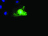 Anti-SCYL3 Mouse Monoclonal Antibody [clone: OTI4F10]