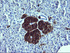 Anti-SYP Mouse Monoclonal Antibody [clone: OTI1G3]