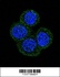 Anti-MEN1 Rabbit Polyclonal Antibody (AP (Alkaline Phosphatase))