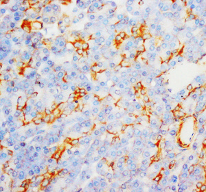 Anti-Myeloperoxidase Rabbit Polyclonal Antibody