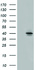 Anti-SLC30A3 Mouse Monoclonal Antibody [clone: OTI2H6]