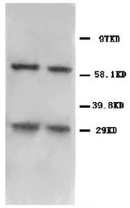 Anti-BNIP3 Rabbit Polyclonal Antibody