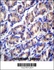 Anti-ODF2L Rabbit Polyclonal Antibody (Biotin)