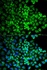 Immunofluorescense analysis of U2OS cell using GRIA3 antibody