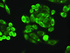 Anti-CDKN2A Mouse Monoclonal Antibody [clone: OTI4C11]