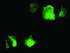 Anti-CDKN3 Mouse Monoclonal Antibody [clone: OTI4D8]