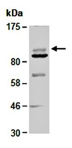 Western blot analysis of total cell extracts from human Hela using HDAC7 antibody
