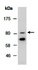 Western blot analysis of total cell extracts from human Hela using CD44 antibody