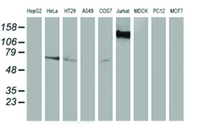 Anti-GBP5 Mouse Monoclonal Antibody [clone: OTI5C9]