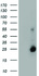 Anti-UBE2E3 Mouse Monoclonal Antibody [clone: OTI1D10]